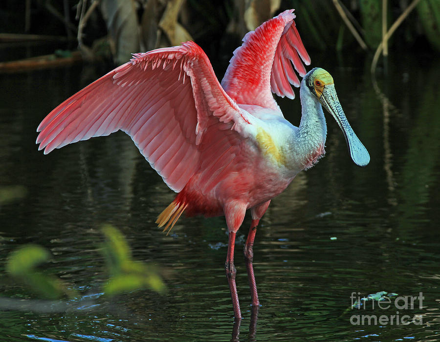 Roseate Spoonbill - showstopper Photograph by Larry Nieland
