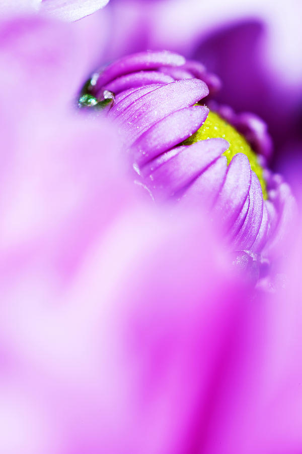 Nature Photograph - Pink Purple Little Flower by Mike Gail Attenborough