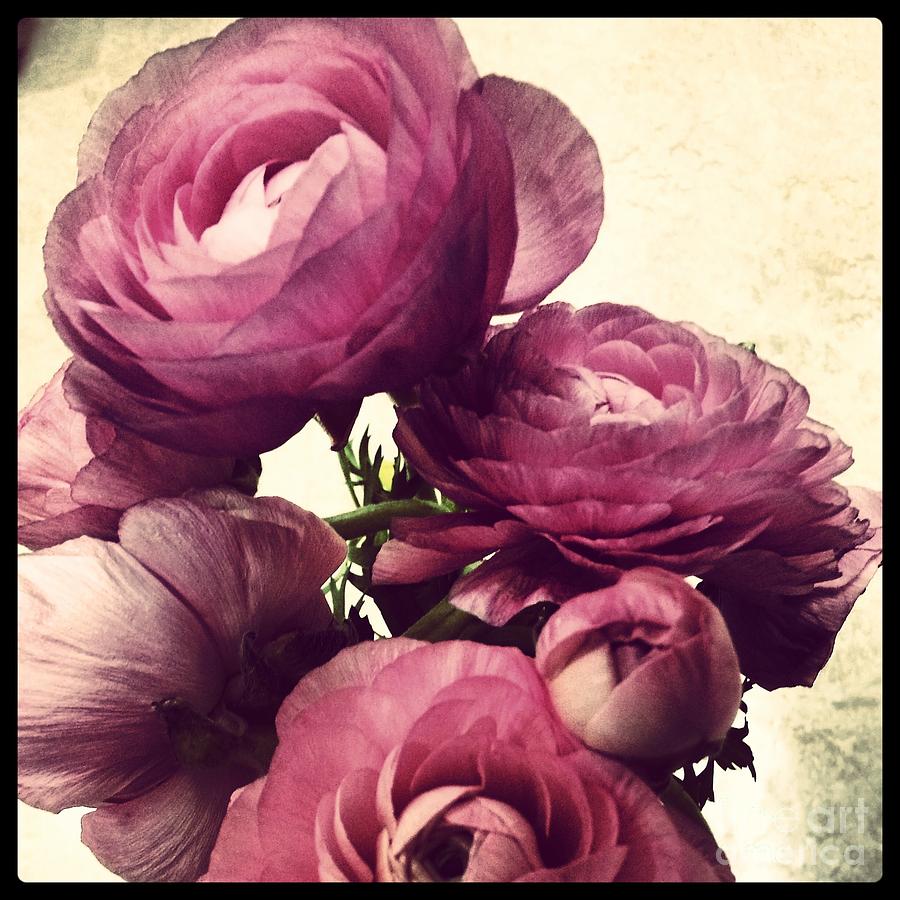 Pink  Ranunculus Photograph by Heather L Wright
