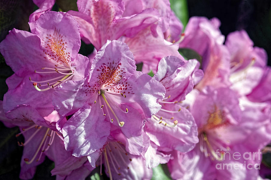 Pink Rhodo 2 Photograph by Sharon Talson