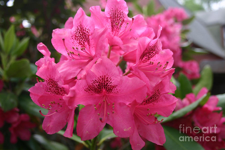 Pink Rhododendron Bloom by Rusty Green Pink Rhododendron Bloom by Rusty Green