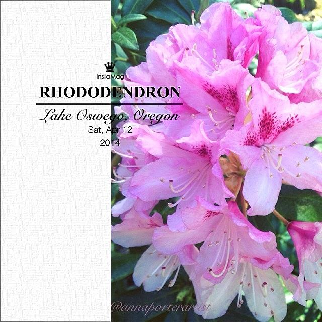 Garden Styles Photograph - Pink Rhododendron Blooming In My Spring by Anna Porter