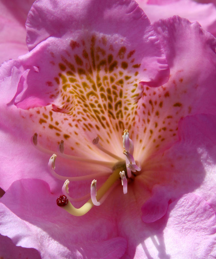 Flower Photograph - Pink Rhododendron by Bob Slitzan