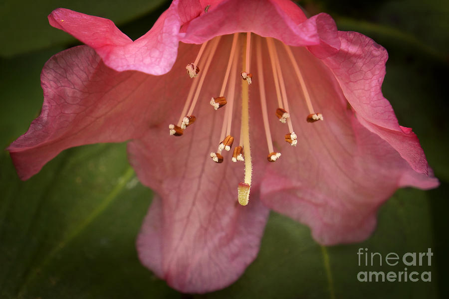 Pink Rhododendron Photograph by Inge Riis McDonald