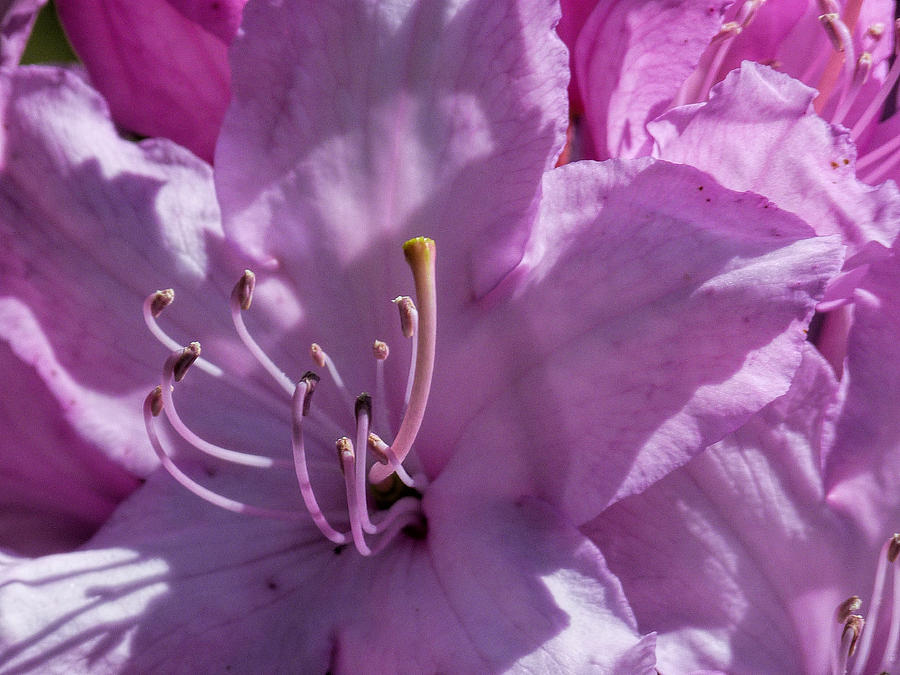 Pink Rhododendron Photograph by Lynn Bolt