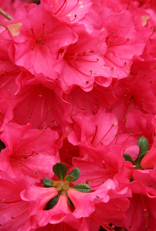 Pink Rhododendron Photograph by Michael Friedman