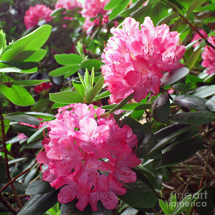 Pink Rhododendrons in Sunlight Photograph by Rita Brown