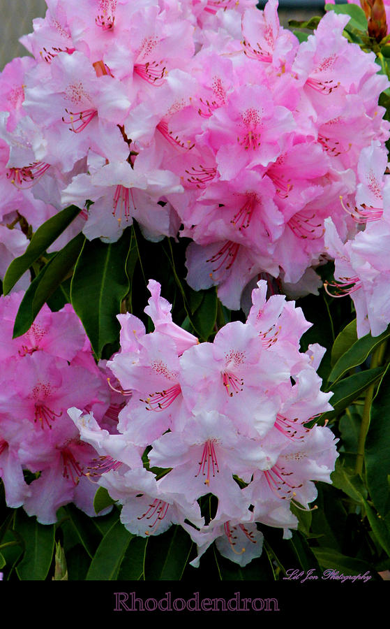 Flower Photograph - Pink Rhododendrons by Jeanette C Landstrom