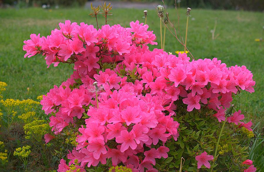 an analysis of roses rhododendron by alice adams An analysis of the analysis of alice walker question research papers 1 the body of written works of an analysis of roses rhododendron by alice adams. an analysis of roses rhododendron by alice adams An analysis of the analysis of alice walker question research papers 1 the body of written works of an analysis of roses rhododendron by alice adams.
