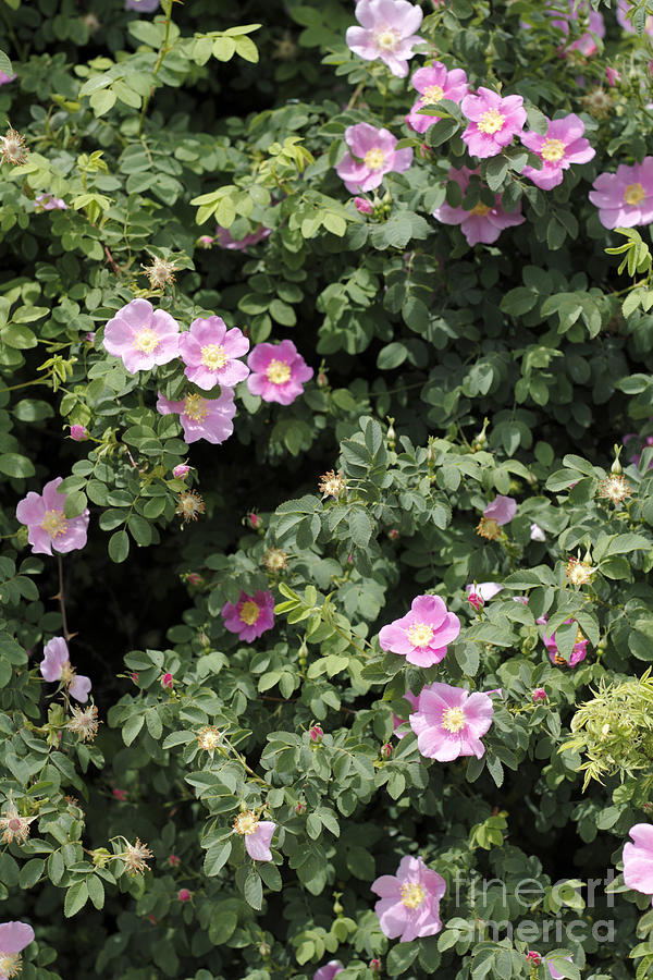 Pink Rock Rose Photograph by Lee Serenethos - Fine Art America