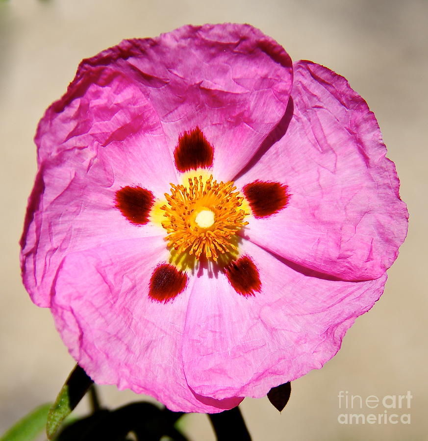 Pink Rock Rose Photograph by Suzanne Oesterling