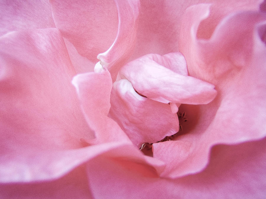 Pink Romance Photograph by Roxy Hurtubise