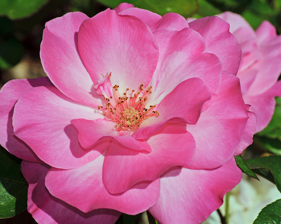 Nature Photograph - Pink Rosa by Tikvahs Hope