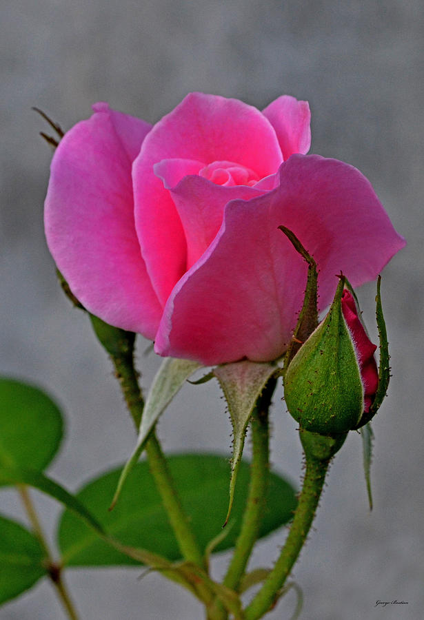 Pink Rose 002 Photograph by George Bostian