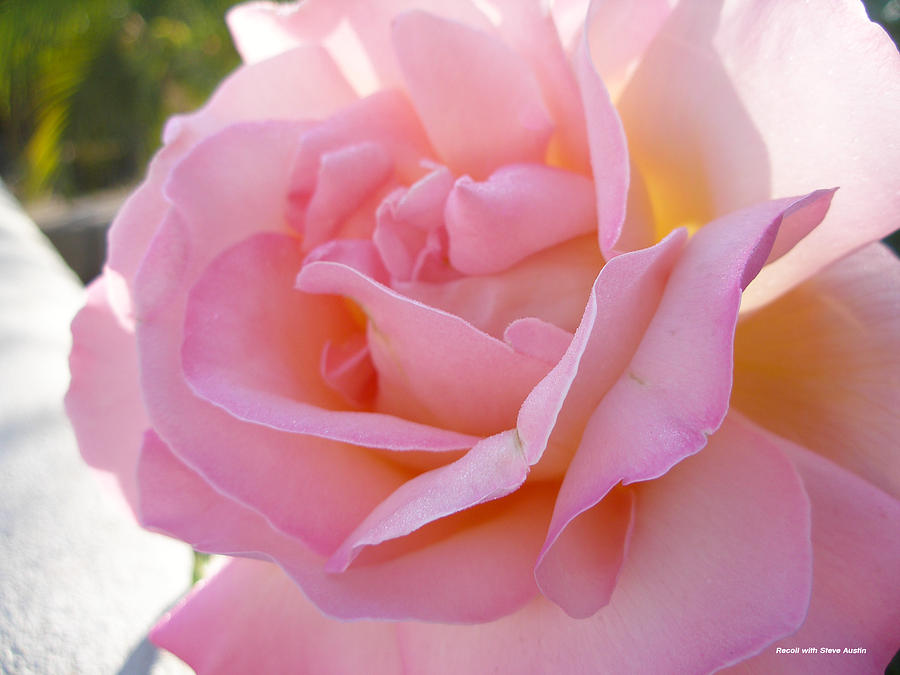 Pink Rose 08 Photograph by Brian Gilna