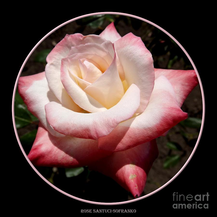 Pink Rose 1 Photograph by Rose Santuci-Sofranko
