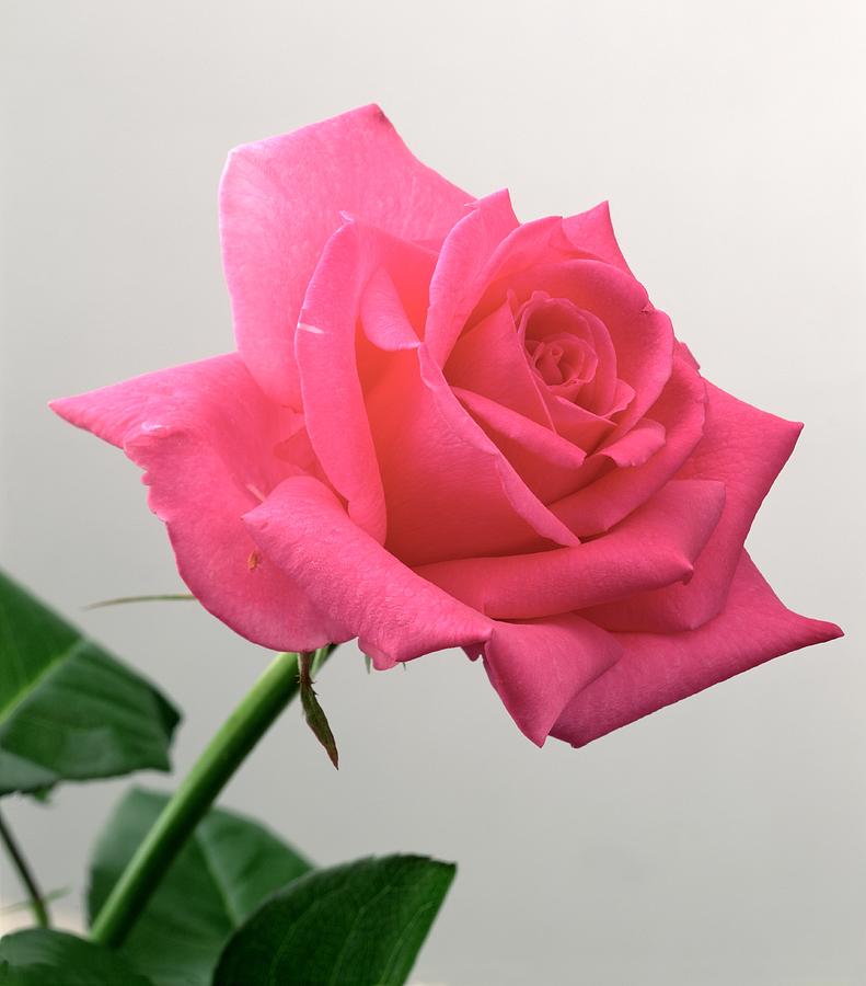 Pink Rose, 2005 Photograph by Norman Hollands