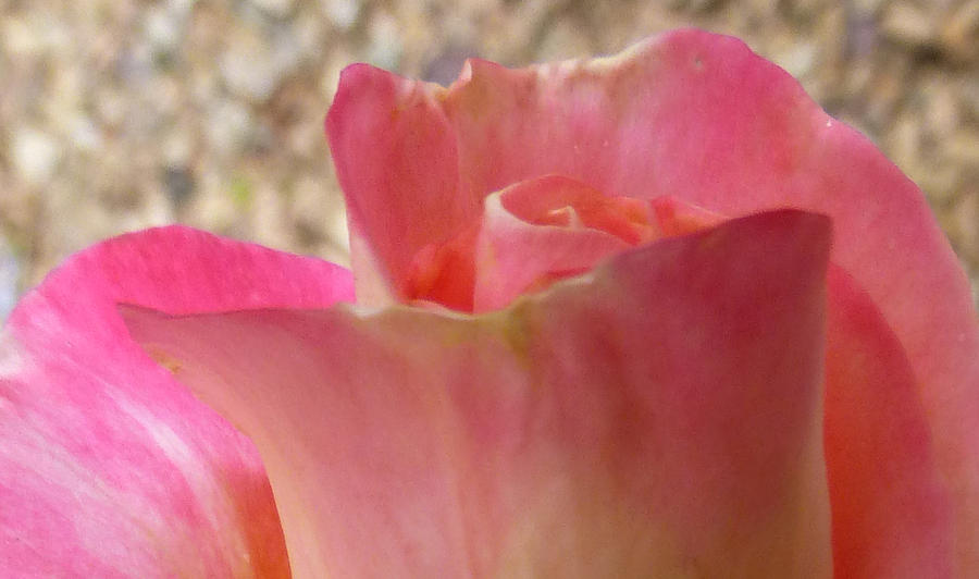 Spring Photograph - Pink Rose 3 by Claudia Goodell