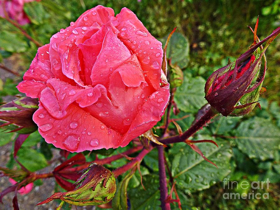 Pink rose after rain Photograph by Amalia Suruceanu