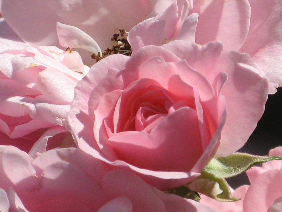 Pink Rose Photograph by Alfred Ng