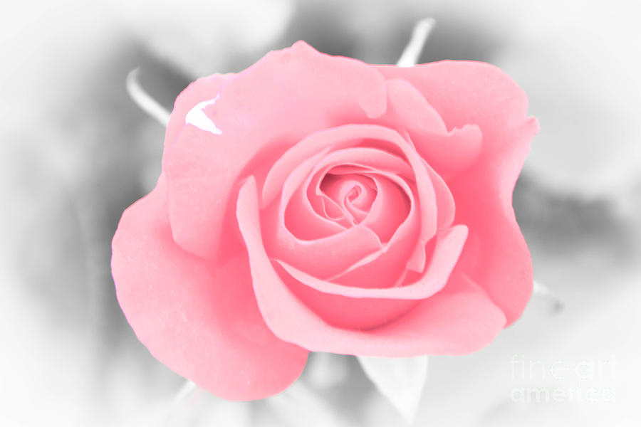 Pink Rose Photograph by Amanda Mohler