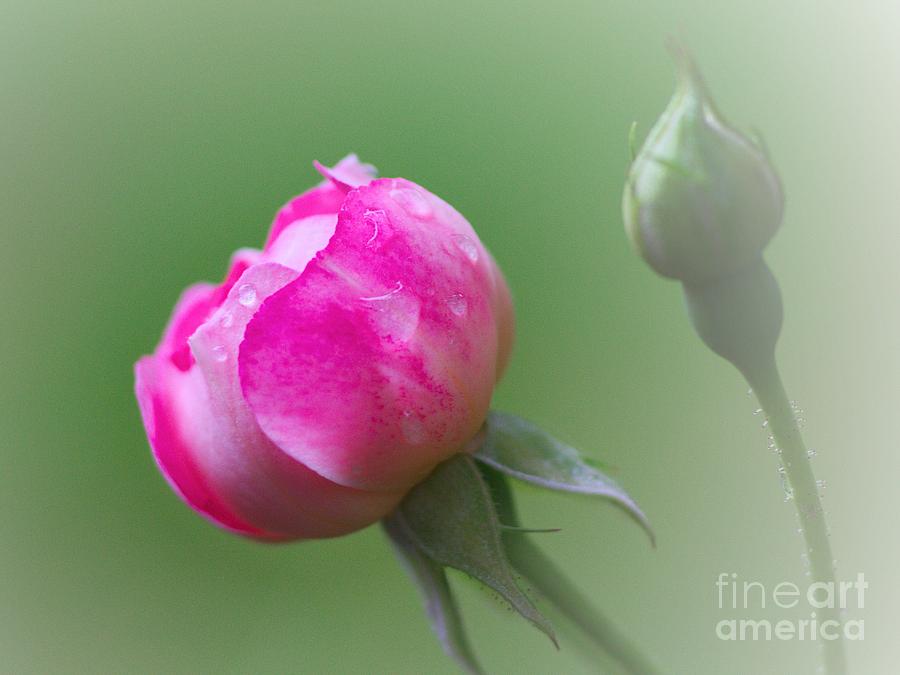 Pink Rose and Raindrops Photograph by Jeremy Hayden