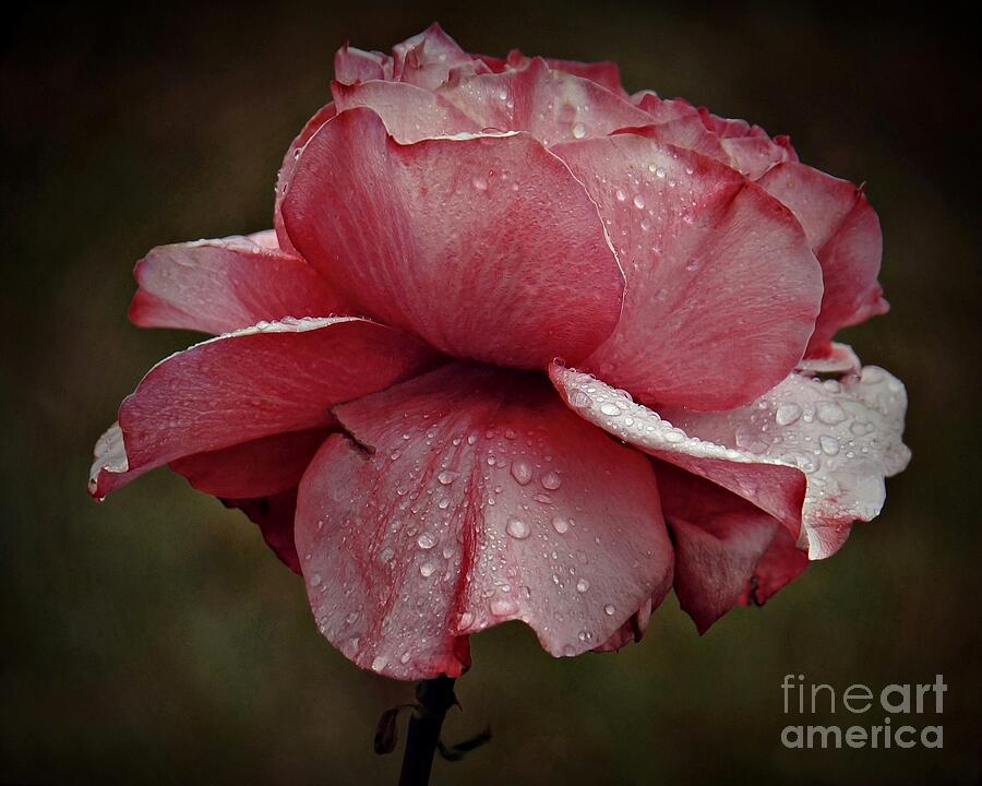 Pink Rose and Raindrops Photograph by Patricia Strand