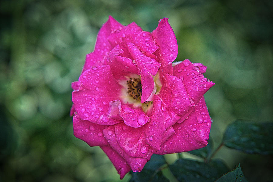 Pink Rose  Photograph by Prince Andre Faubert