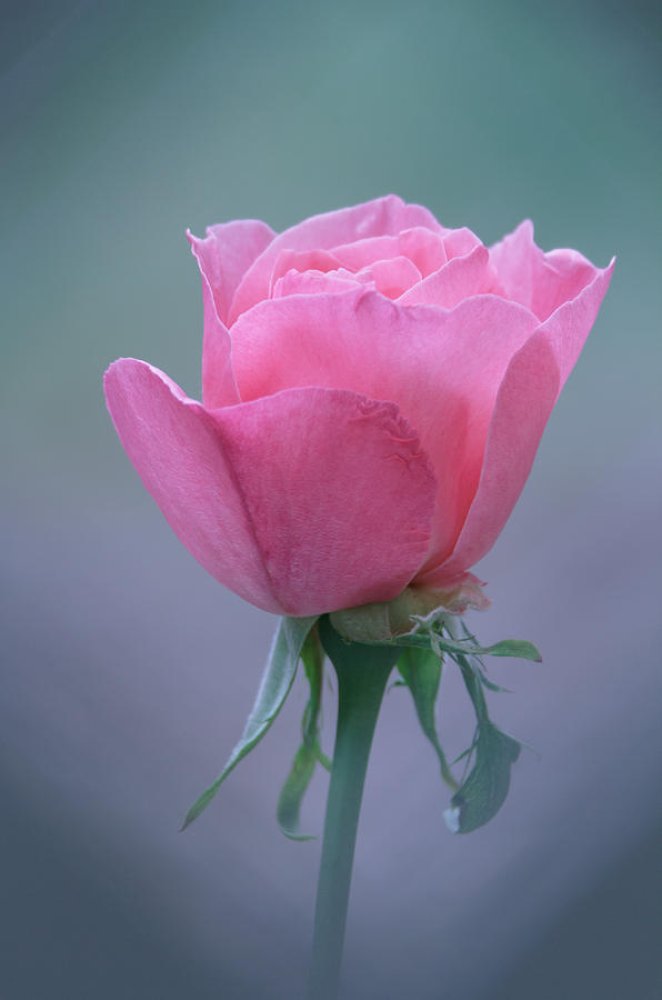 Pink Rose Photograph by Angie Vogel