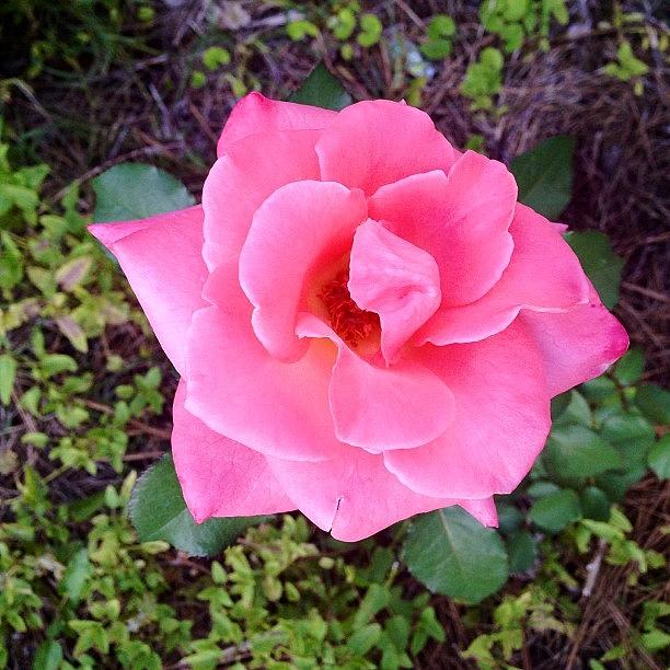 Pink Rose At Nanas House Photograph by Leslie Drawdy ☀