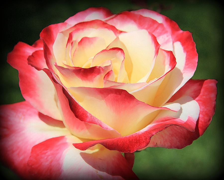 Pink Rose  #1 Photograph by Athala Bruckner