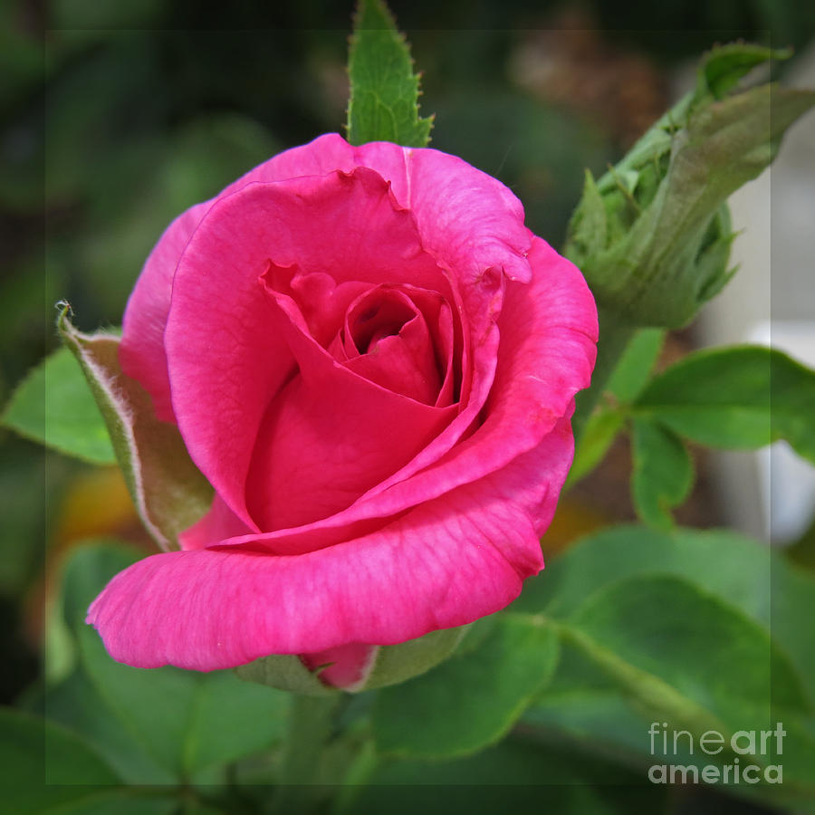 Nature Photograph - Pink Rose Beauty in the Garden by Ella Kaye Dickey