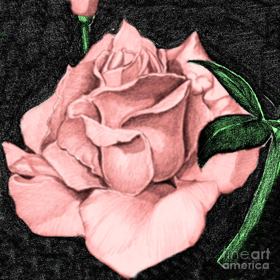 Pink Rose Drawing by Bill Richards