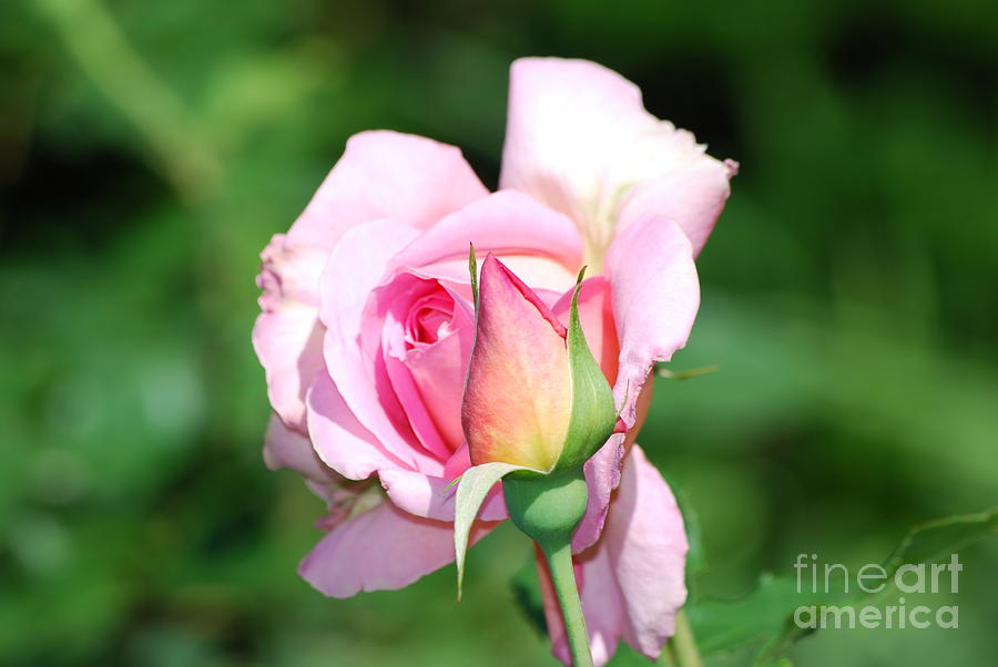 Pink Rose Blossom Photograph by DejaVu Designs