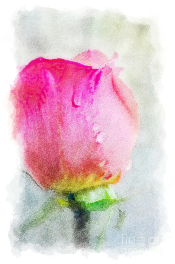 Pink Rose Bud - Digital Paint II Photograph by Debbie Portwood