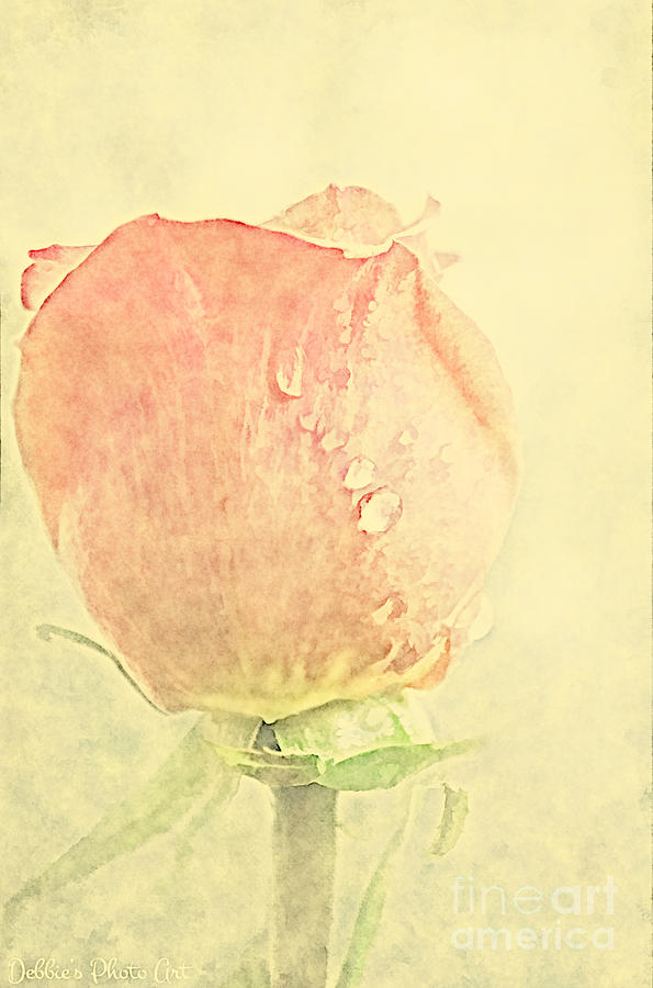 Pink Rose Bud - Digital Paint III Photograph by Debbie Portwood