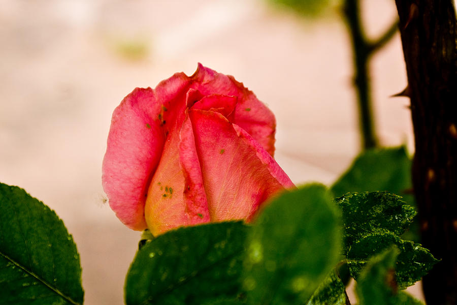 Pink Rose Bud Photograph by James Gay