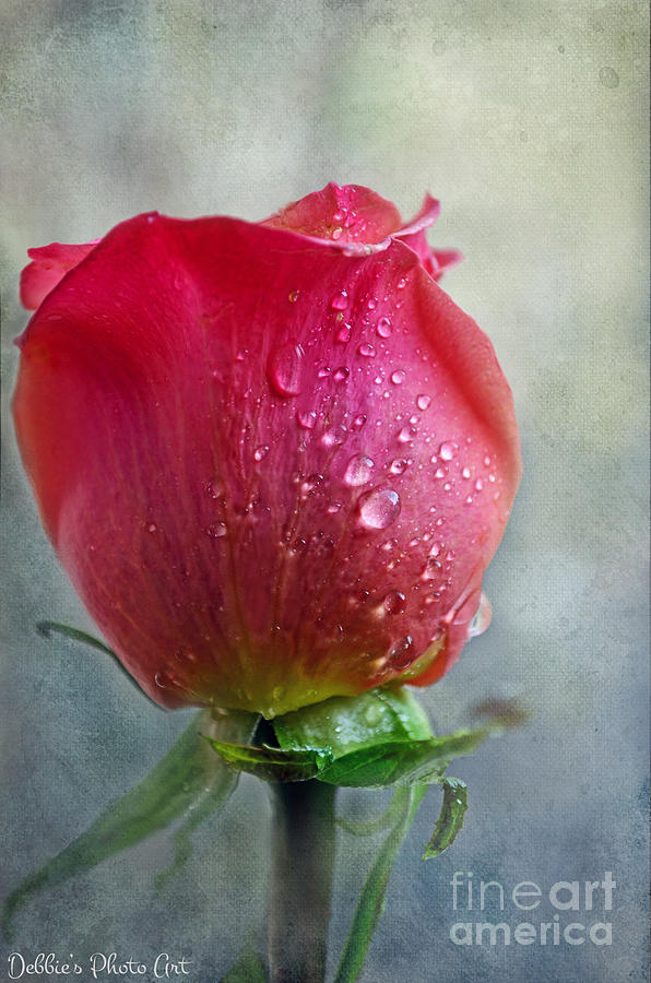 Pink Rose Bud with Drops Photograph by Debbie Portwood