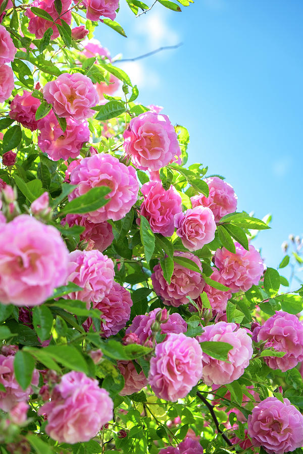 pink-rose-bush-usa-lisa-s-engelbrecht.jpg