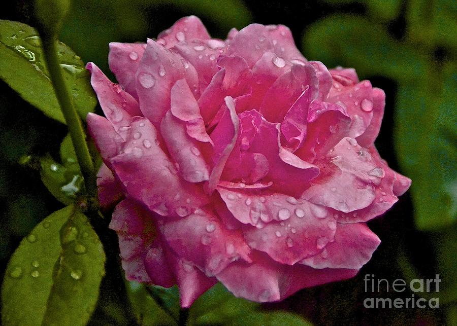 Pink Rose Photograph by Carol  Bradley