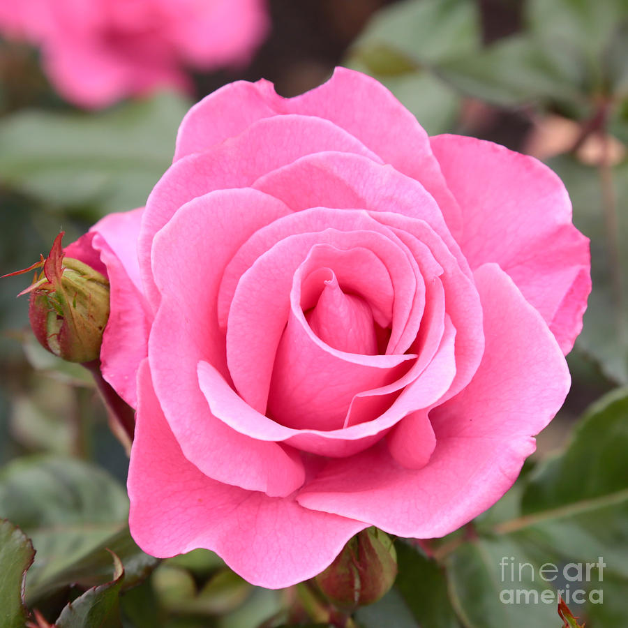 Pink Rose Photograph by Carol Groenen - Pixels