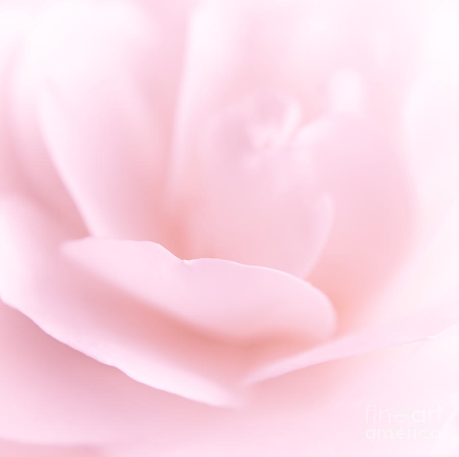 Pink Rose Photograph by Charline Xia