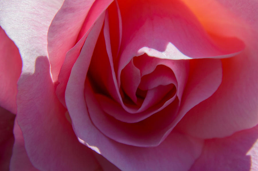 Pink Rose Closeup Photograph by Tikvahs Hope