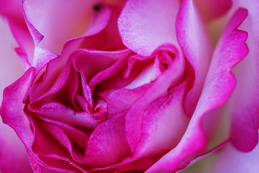 Pink rose closeup Photograph by Vishwanath Bhat