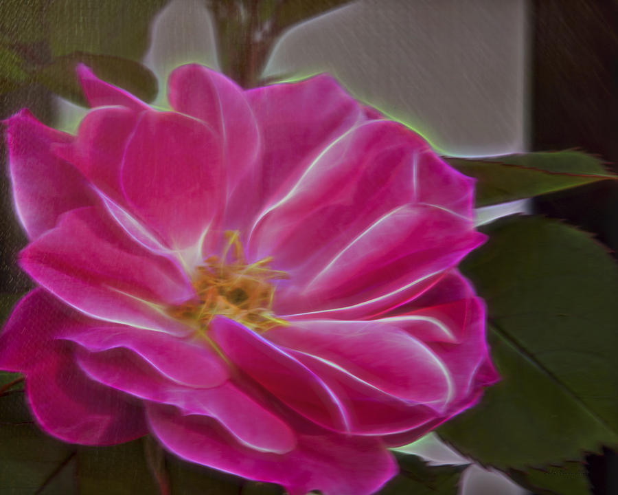 Valentines Day Photograph - Pink Rose Digital Art 2 by Walter Herrit