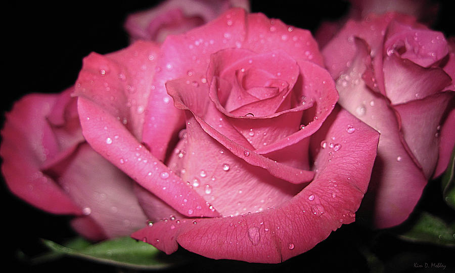 Pink rose drops Photograph by Kim Mobley