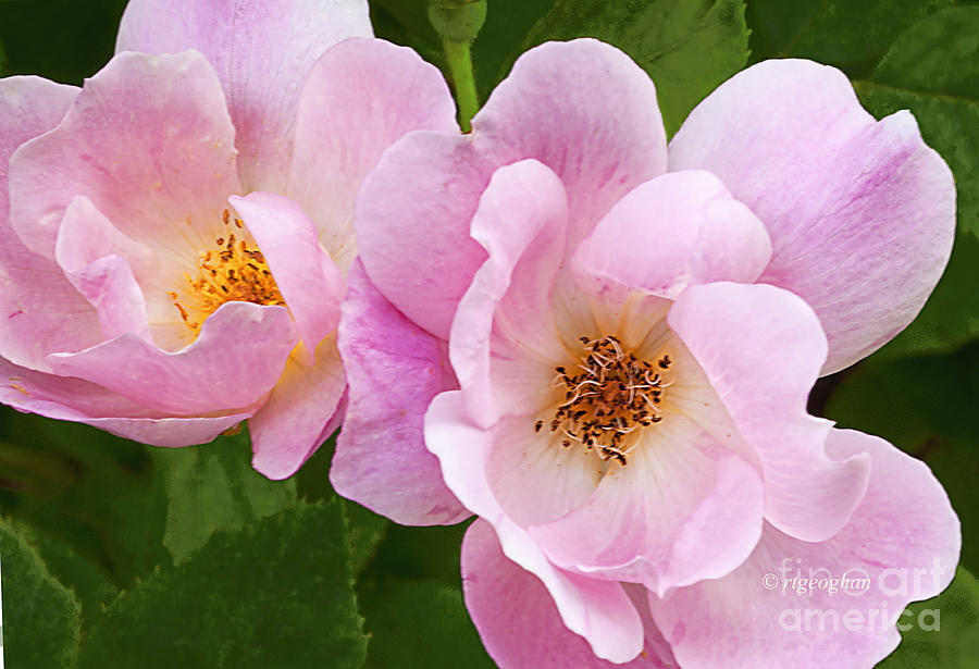 Rose Photograph - Pink Rose Duo by Regina Geoghan