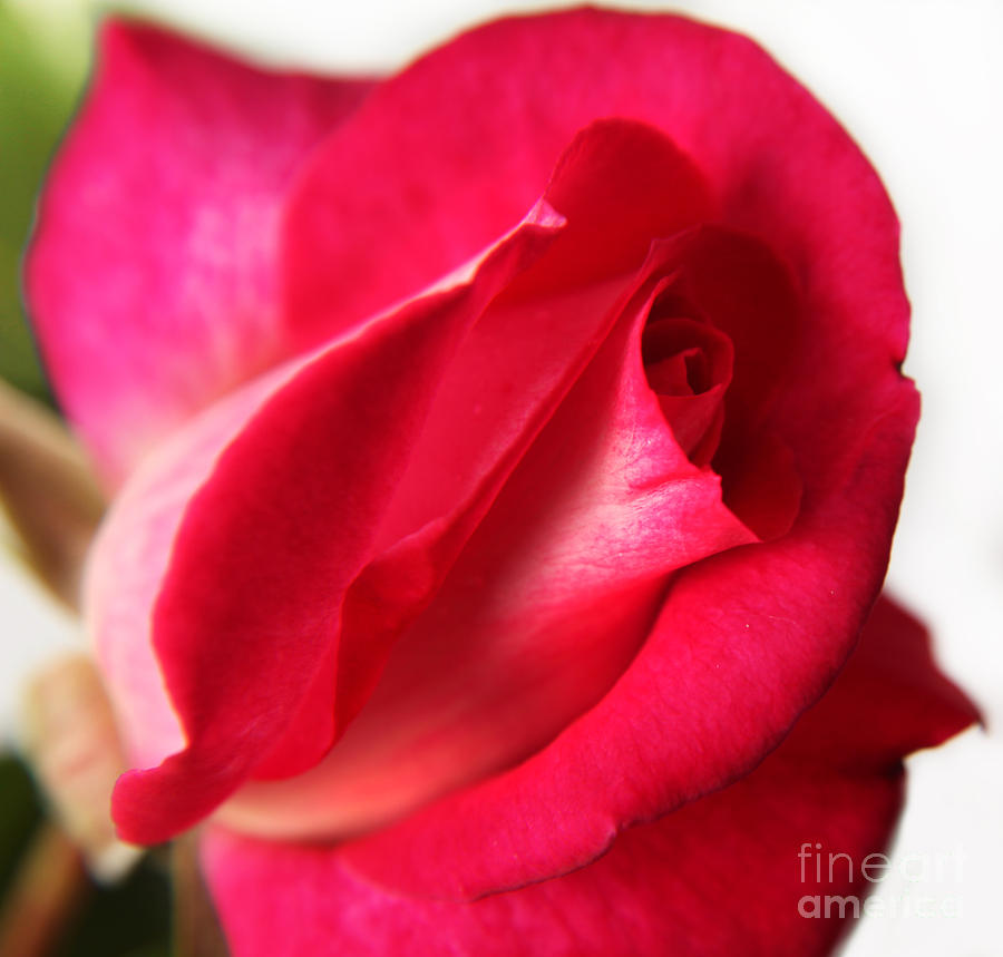 Pink Rose Photograph by Eden Baed