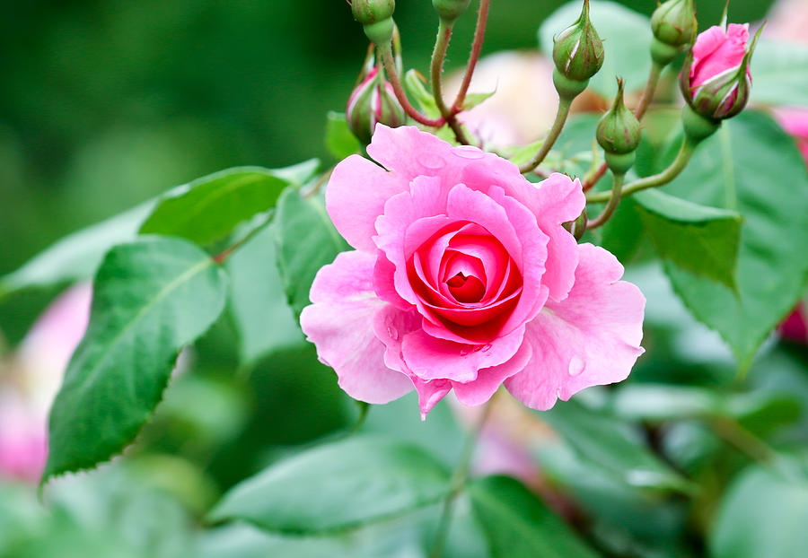Pink Rose Photograph by Enn Li  Photography