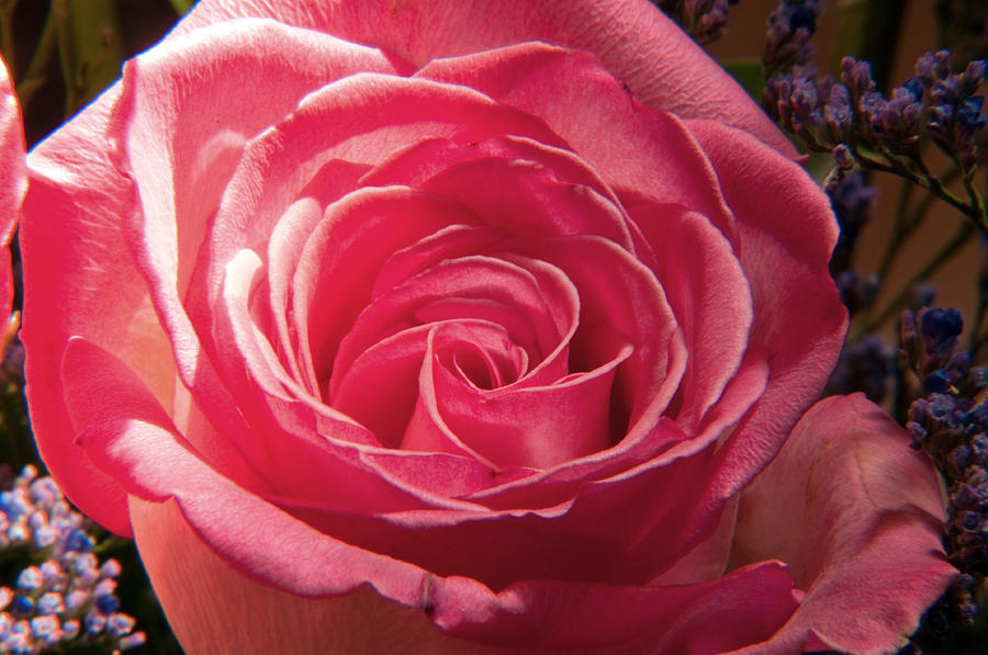 Pink Rose Photograph by Eric Rundle